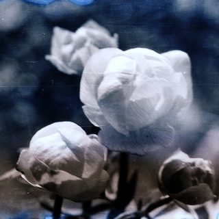 Delicate white flowers in soft focus.