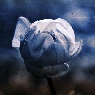 Close-up of a blooming white flower in focus.