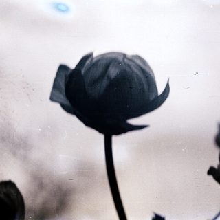 Black lotus buds partially opened in water.