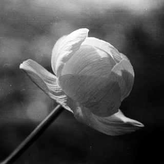Unopened flower bud in natural light.