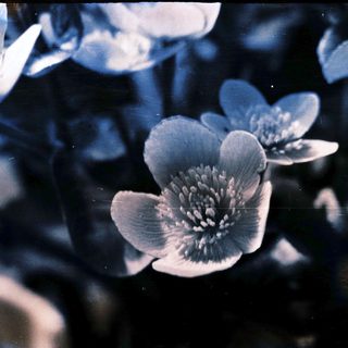 Close-up of delicate purple-blue flowers in focus.