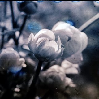Elegant white lotus buds in water.