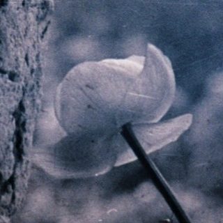 Dried flowers through blurred, textured surface.