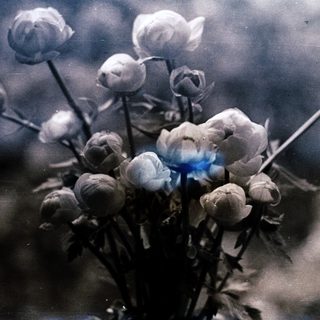 Vintage-style photo of dried, blooming flowers.