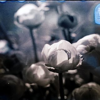 Mysterious underwater blooming lotus flowers.