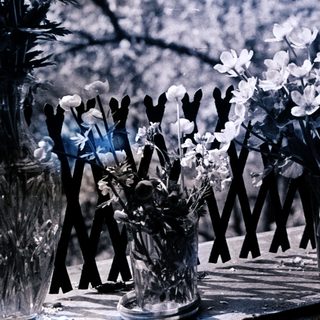 Vases with white flowers on a windowsill.