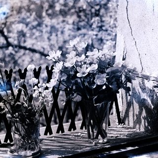 Vases with white flowers on a windowsill.