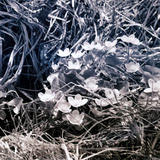 Dried grass with scattered white wildflowers.