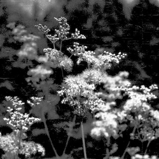 Delicate wildflower clusters in dappled sunlight.