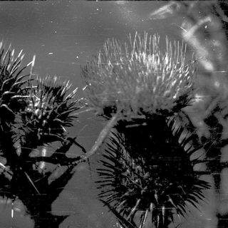 Spiky sea urchins on ocean floor.