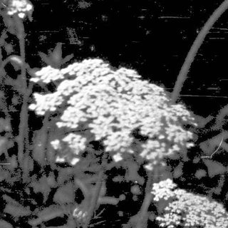 Wildflowers and tall plants in monochrome.