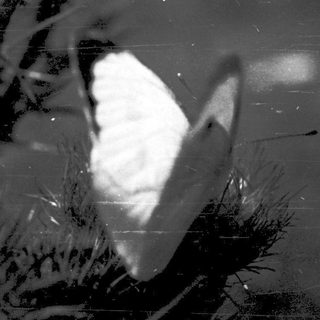 A butterfly reflected on water surface.