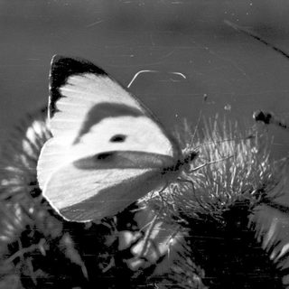 Delicate butterfly resting on water surface.
