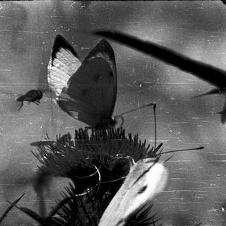 A butterfly perched on a thorny plant branch.