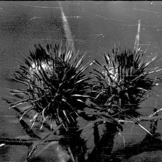 Ice crystals forming star-like patterns on glass.