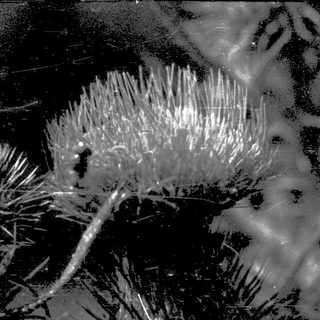 Sea urchins on underwater surface.