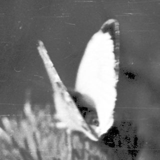 A butterfly resting on thistle flowers.
