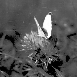 A butterfly resting on thistle flowers.