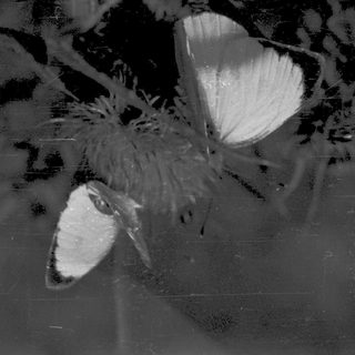 Two butterflies on blurred foliage.