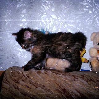 Kitten resting beside a teddy bear on a couch.