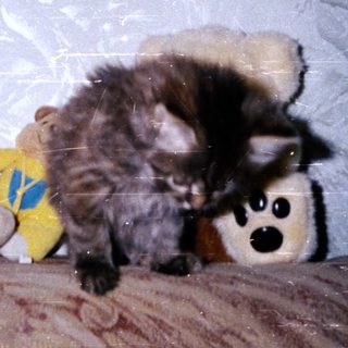 Two stuffed animals on a bed with a cat.