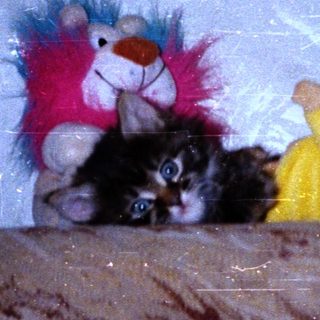Cute kitten snuggled with stuffed banana toy and teddy.