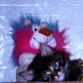 Cute kitten snuggled with stuffed banana toy and teddy.