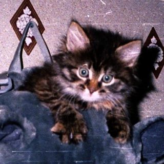 A kitten peeks out of a black backpack.