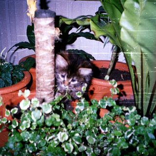 Curious kitten peeking from between potted plants.