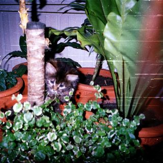 Curious kitten peeking from between potted plants.