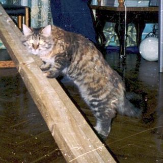 Flooded room with people and cat on makeshift bridge.