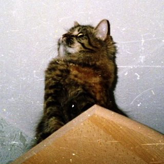 Cat perched on top of open suitcase.