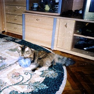 Cat playing with blue ball on rug.