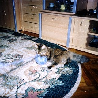 Cat playing with blue ball on rug.
