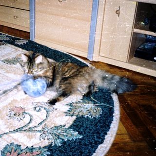 Cat playing with blue ball on rug.