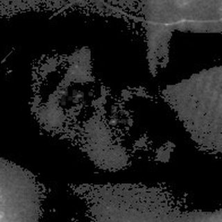 Person lying on bed with cat.