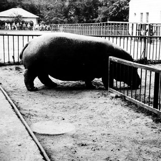 Black rhinoceros in enclosed zoo enclosure.