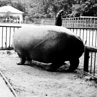 Hippo in enclosed zoo enclosure.