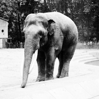 Elephant standing in an enclosed zoo area.