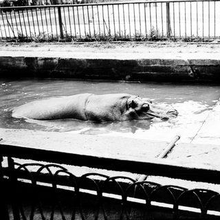 Elephant resting in shallow, concrete water pool.
