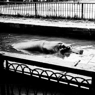 Hippo resting in shallow urban water pool.