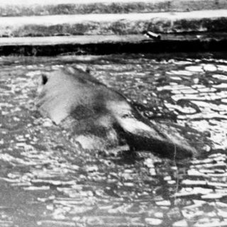 Elephant in zoo enclosure with water pool.