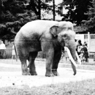 Elephant walking in fenced public park area.