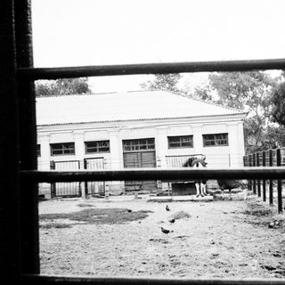 Rural scene with horse in fenced yard.