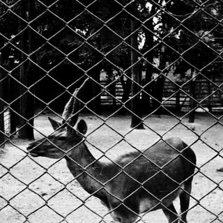 Deer in an enclosed outdoor area.