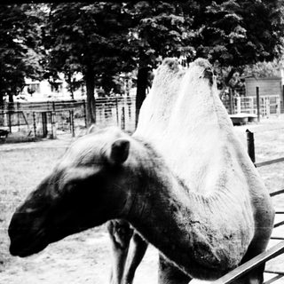 Two horses in an enclosed outdoor area.