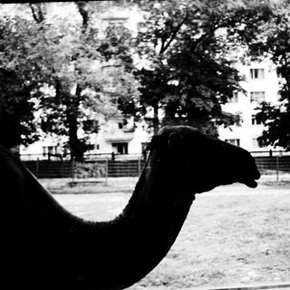 Camel head in outdoor enclosure.