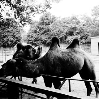 Four elephants near fenced enclosure.