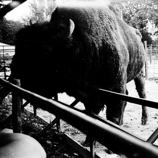Large animal standing near metal fence.