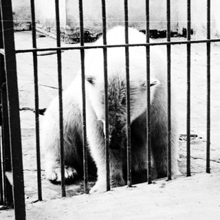 Polar bear behind fenced enclosure.